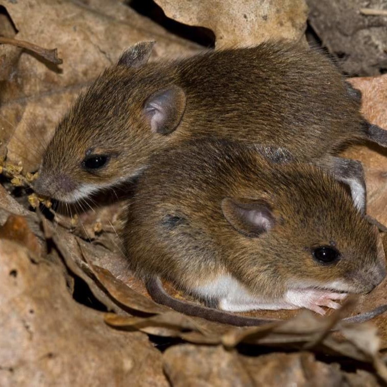 Уничтожения мышей в частном доме в Иваново?