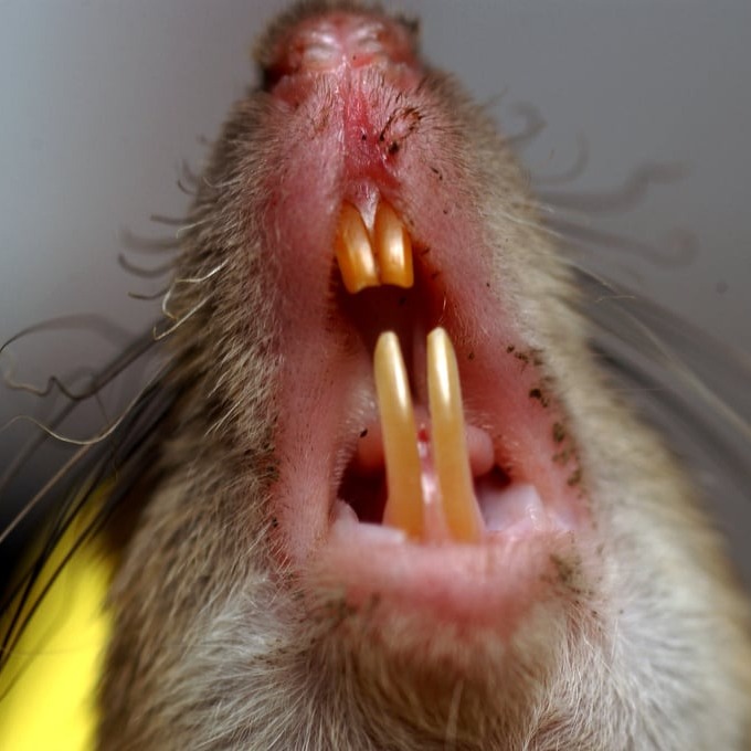 Дератизация крыс в Иваново?